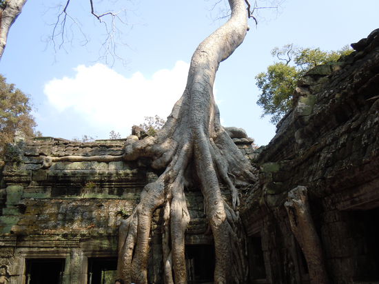 Der berühmteste Baum Kambodchas
