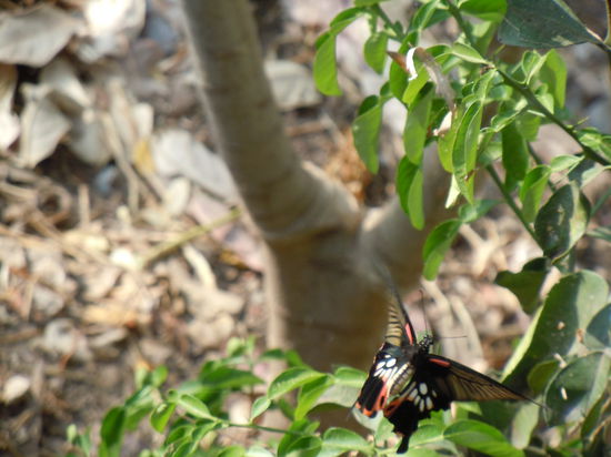 Butterfly, my butterfly...