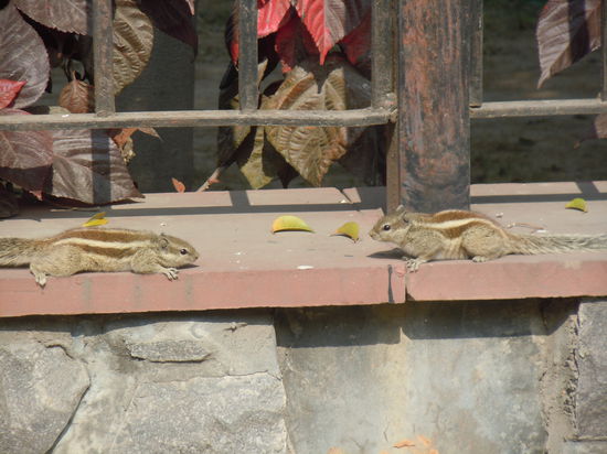 A-Hörnchen (rechts) und B-Hörnchen (links)