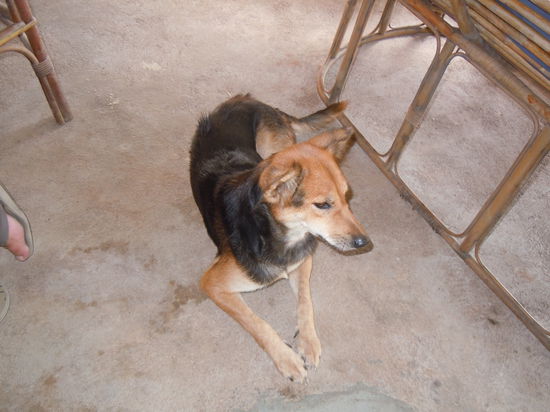 DingDong passt weiterhin auf uns auf und ist mit uns umgezogen...