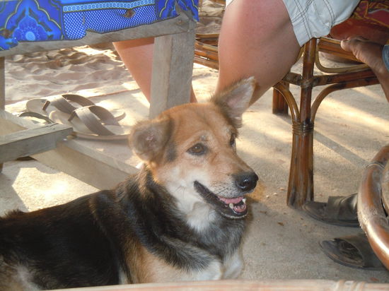 DingDong, der vielleicht glücklichste Strandhund der Welt...