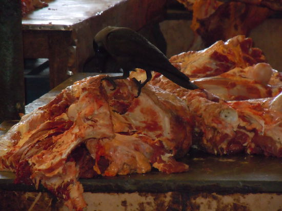 Krähe und Fleisch...