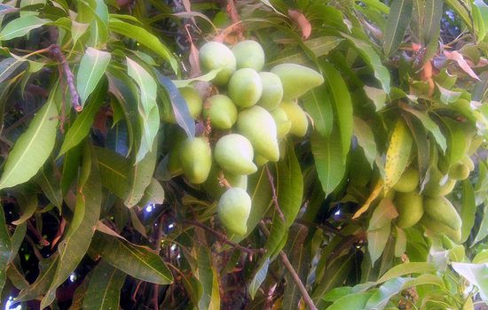 Mangobäume mit Früchten