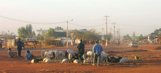 Auch dies ist eine Art Markt - hier werden Schafe verkauft.