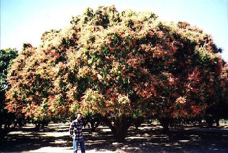 Mangobaum in Koutiala (Südost-Mali)