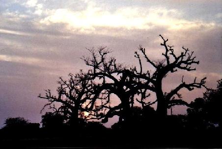 Baobab im Abendlicht