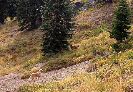 Ein Naturparadies, auf dem Pacific Crest Trail (Mount Ashland, OR)