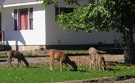 wilde Rehe in Jacksonville, Nachbarort von Talent, OR