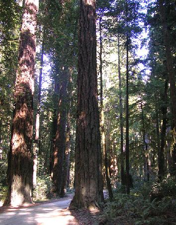 Redwoods in Del Norte County, Nordkalifornien