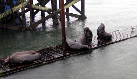 Wilde Seals im Hafen von Newport - im strömenden Regen