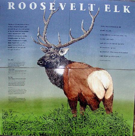 Solche Elks kann man sehen, wild. Das Foto wurde zu schlecht wegen des Regens