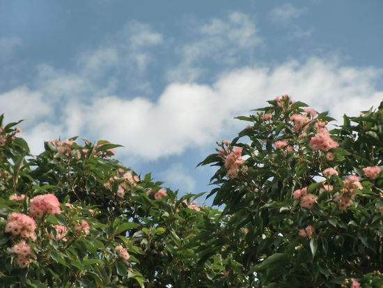 Praechtige Blueten am Wegrand.