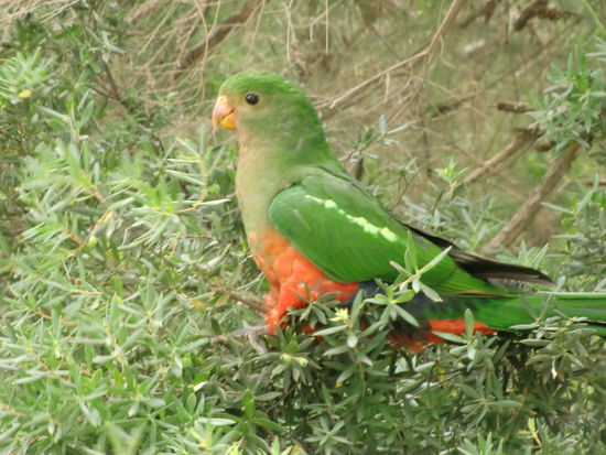 ...die fliegen hier wirklich rum.