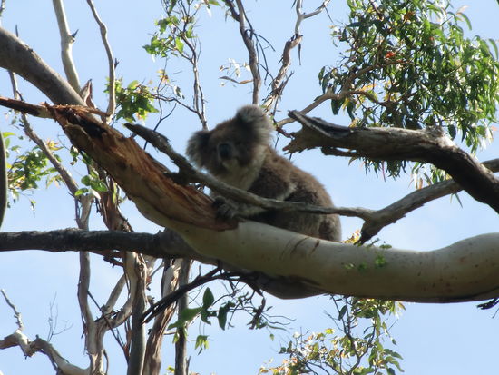 Viele kleine suesse Koalas im Otway Nationalpark.