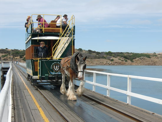 Vor Victor Harbour liegt eine Vogelschutzinsel. Dorthin  kann man ueber eine Holzbruecke mit einer Pferdebahn gelangen.
