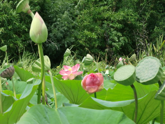 Im Botanischen Garten von Adelaide.