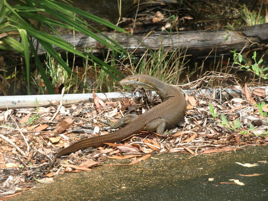 Ein Leguan am Wegesrand. 