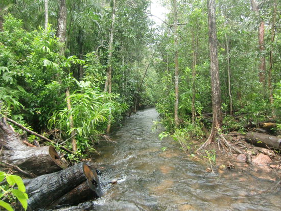 Urwuechsiger Regenwald.