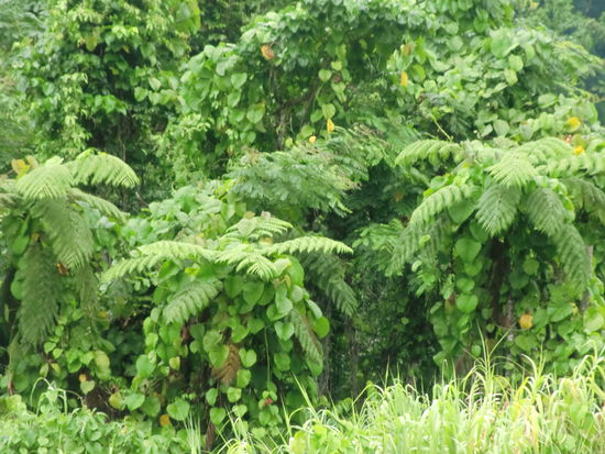 Die Farnbaeume kennen wir von Neuseeland, auf Fiji gibt es sie also auch.