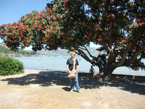 Suse an dem wunderschoen rot bluehenden Baum an der Bucht von Akaroa.