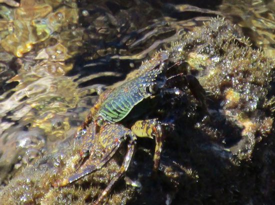 Eine der vielen Krabben