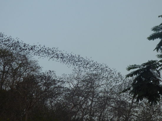 Ein schier endloser Schwarm von 600 Millionen Fledermäusen