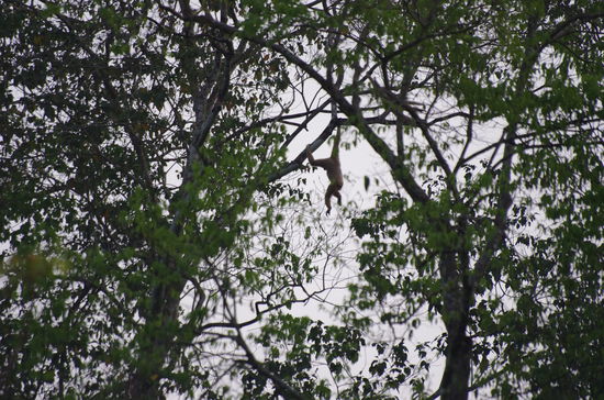 Ein Gibbon in Action