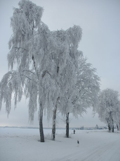 Ich gebe zu, schön aussehen tuts ja schon mit dem Schnee 