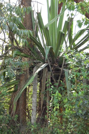 Gewächse am Wegesrand