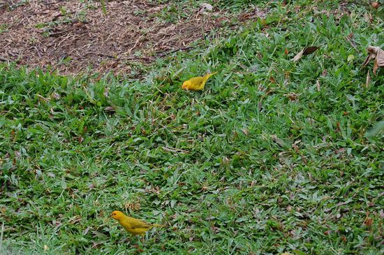Vom Fenster unseres Wohnzimmers aus kann man gelbe Vögel beobachten, die bei uns sonst nur in Käfigen wohnen!