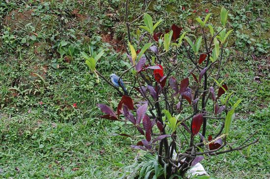 ...und auch blaue Vögel. Punkt sechs Uhr morgens singen die in voller Lautstärke!