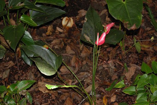 Mama, die Pflanze kennst du, oder? 