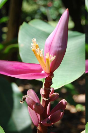 Bananen in ihrer Jugend