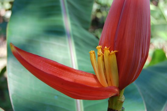 eine Bananenblüte