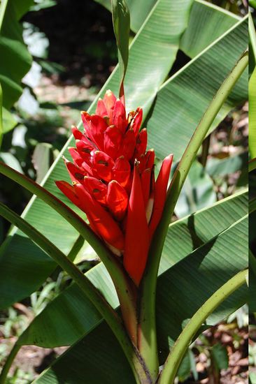 irgendeine andere Pflanze 