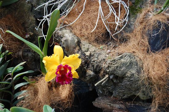 Noch schöner 
Die Orchidee ist Kolumbiens Nationalstolz!