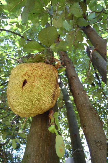 Jackfruit - kennen wir schon von den Seychellen!