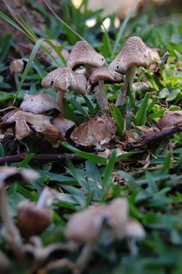 Südamerikanische Schwammerl. Papa, kann man die essen? 