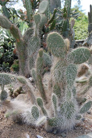 Ein Greisenhaupt, alt und verstaubt...