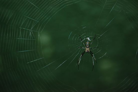 Teklas südamerikanische Verwandte