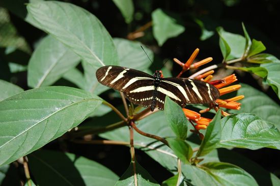 Ab hier nun im Schmetterlingshaus - wunderschöne Mariposas...