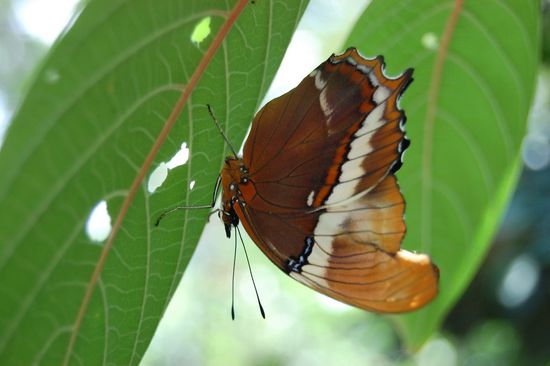 "Hilfe, mir rinnt das Blut in den Kopf!"