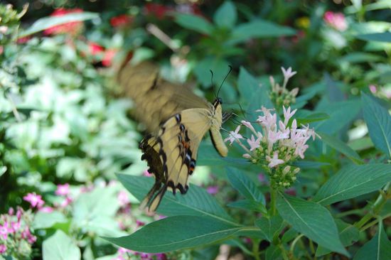 anstrengendes Fressverhalten 