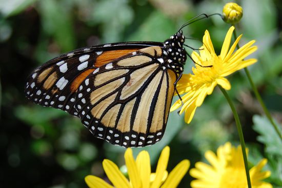 Bin sehr stolz auf diesen Schnappschuss - ist (noch) keine Postkarte! 