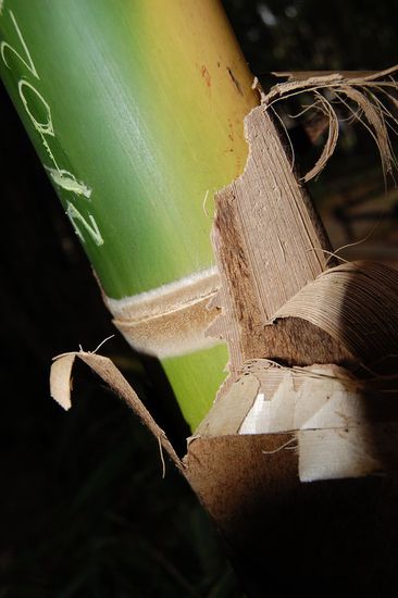 Schönes Makro von Mimi!