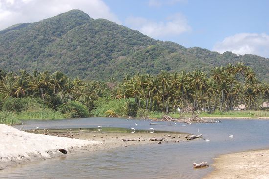 Ein Süßwasserteich mit voll vielen schwanartigen Vögeln (sind hier so viele Vögel und allgemein Tiere zu beobachten)