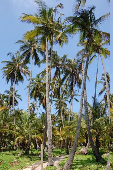 ...und durch einen Palmenwald...