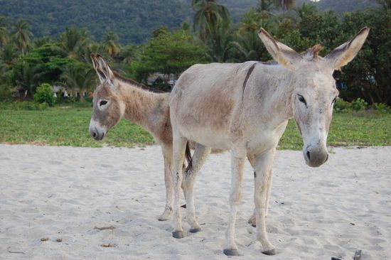 Los burros (die Esel) - haben unser ganzes Brot am Campingplatz aufgefressen...