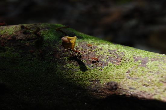 Die fleißigen Ameisen im Dschungel