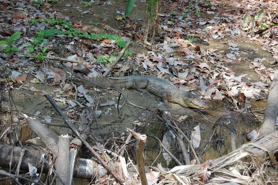 Ein Alligator, den wir hier in freier Wildbahn gesehen haben...